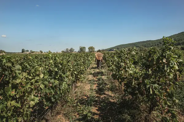 DOMAINE ROMANISSA