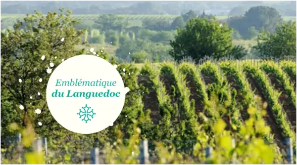 LA COLOMBETTE